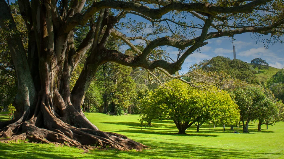 Cornwall Park & One Tree Hill in Auckland, New Zealand