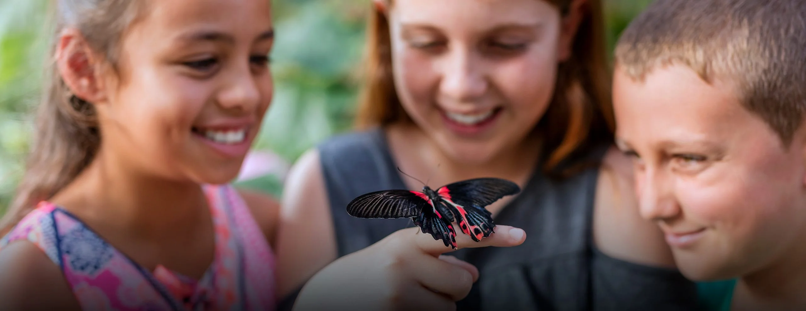 Butterfly Creek in Auckland, New Zealand